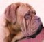 Evra, dogue de bordeaux head shot